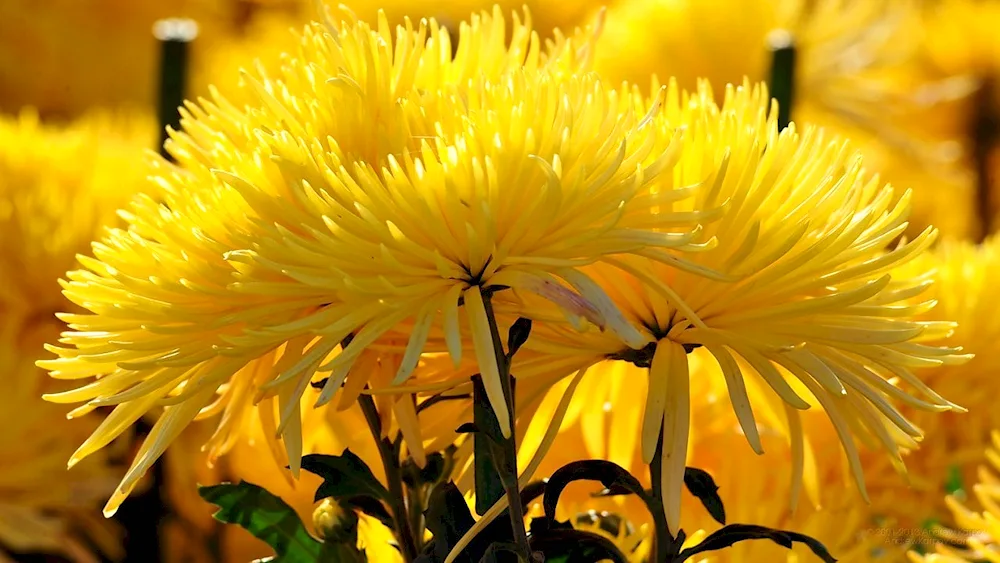 Chrysanthemum needle yellow