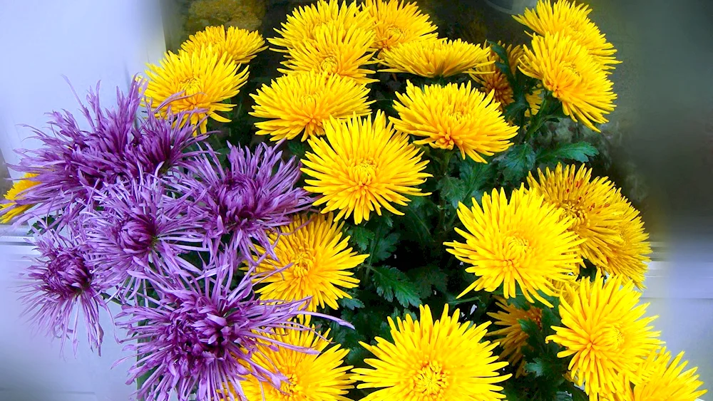 Chrysanthemum needle yellow