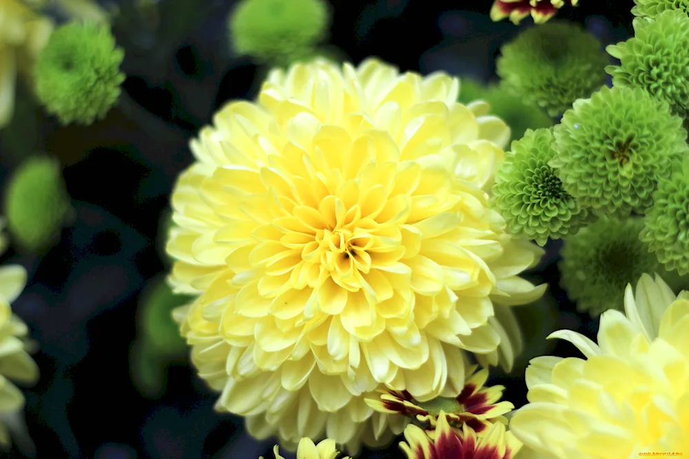 Chrysanthemum Haidar Yellow