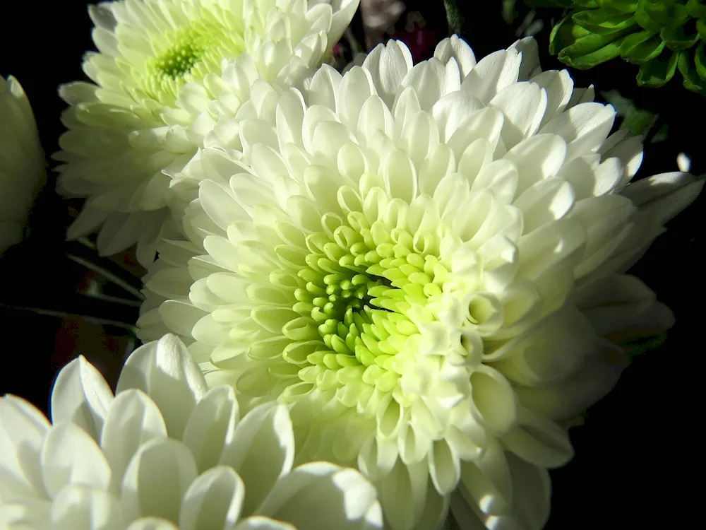 Chrysanthemum gustavus