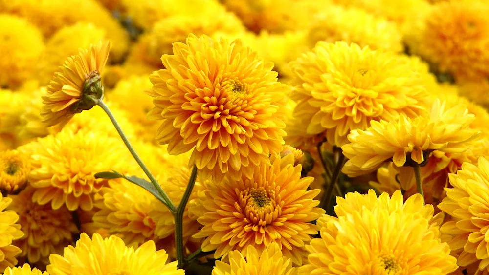 Chrysanthemum King Yellow