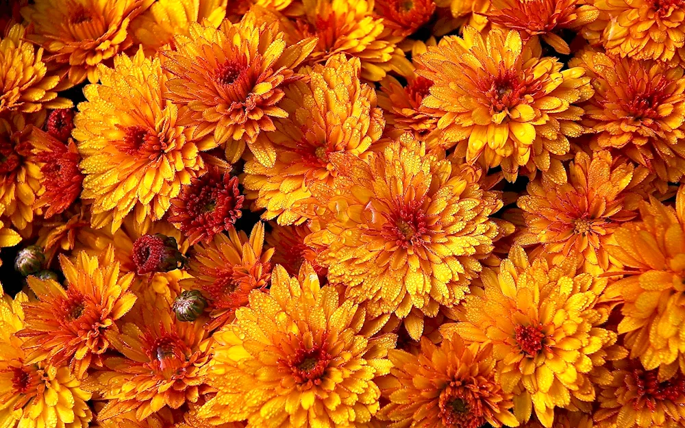 Chrysanthemum King Yellow