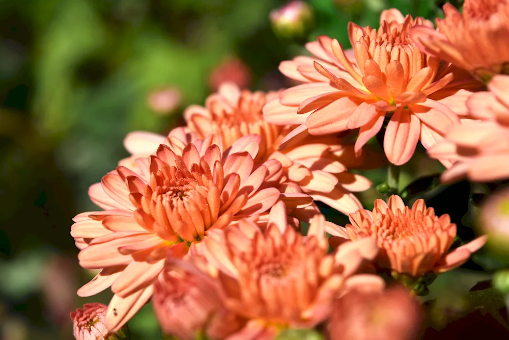 Chrysanthemum Korean Barkhan