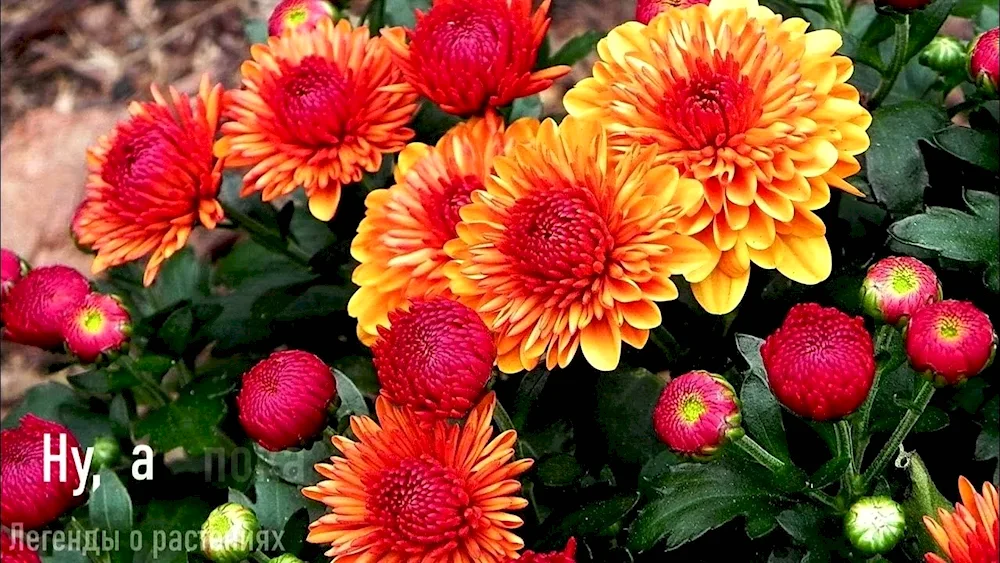 Chrysanthemum Korean Shannon