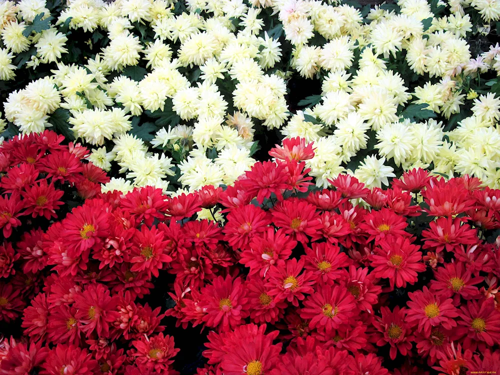 Chrysanthemum Etna