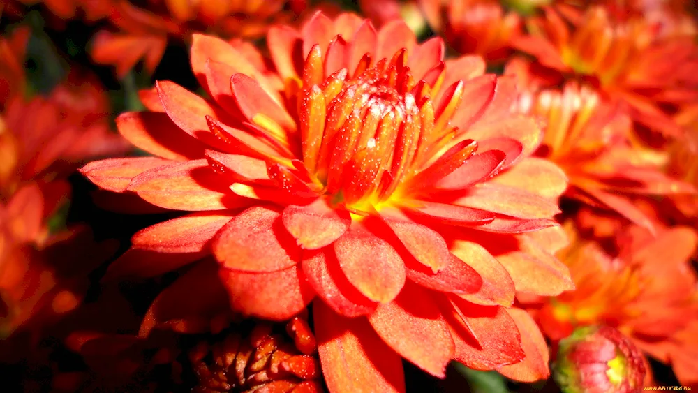 Chrysanthemum red