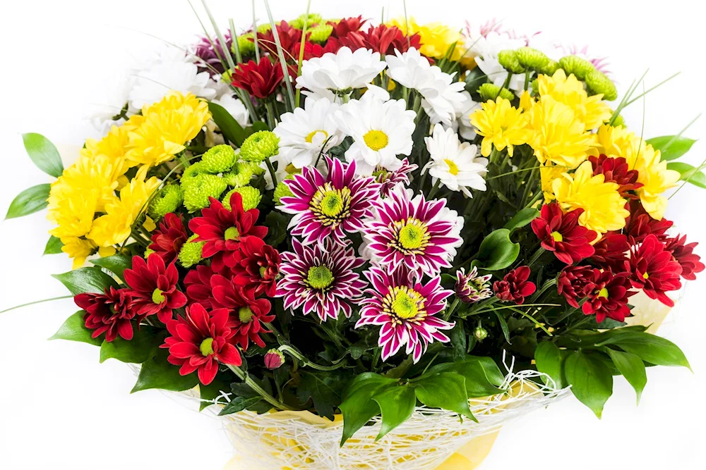 Chrysanthemum bush assortment