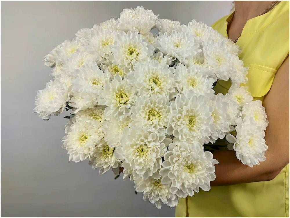 Hamilton bush chrysanthemum