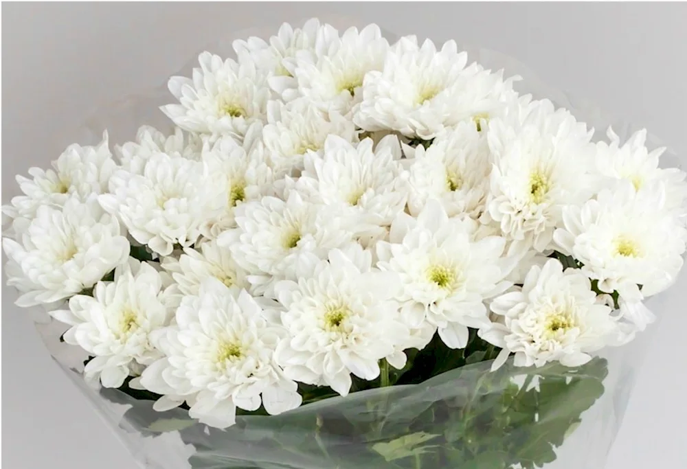 Chrysanthemum multiflora globe bed