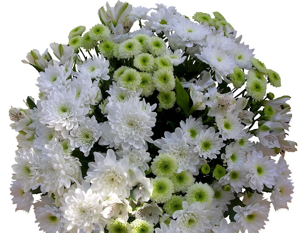 Chrysanthemum bouquet