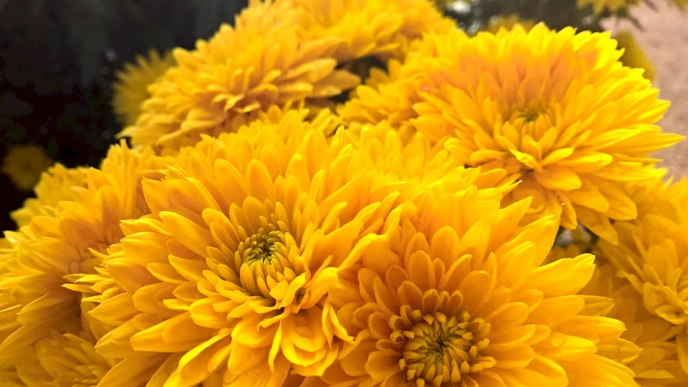 Chrysanthemum one-headed bouquet