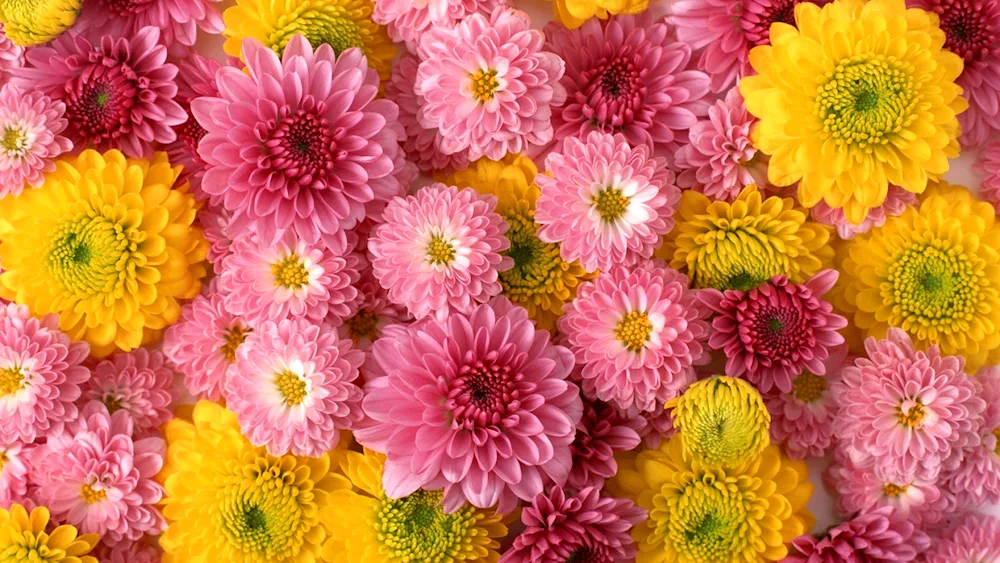 Chrysanthemum Minka