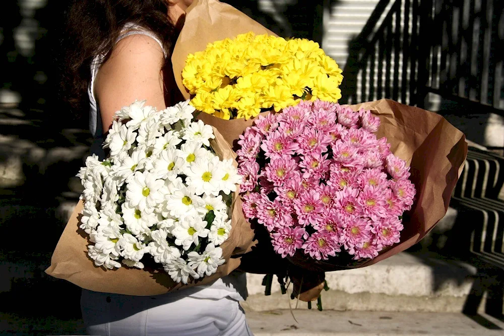 Chrysanthemum Modena Pink