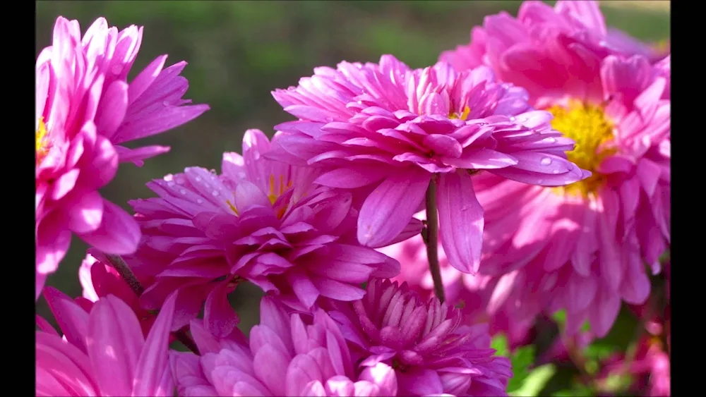 Chrysanthemum Modena Pink