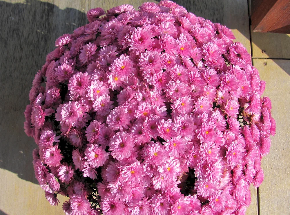 Chrysanthemum daisies wallpaper