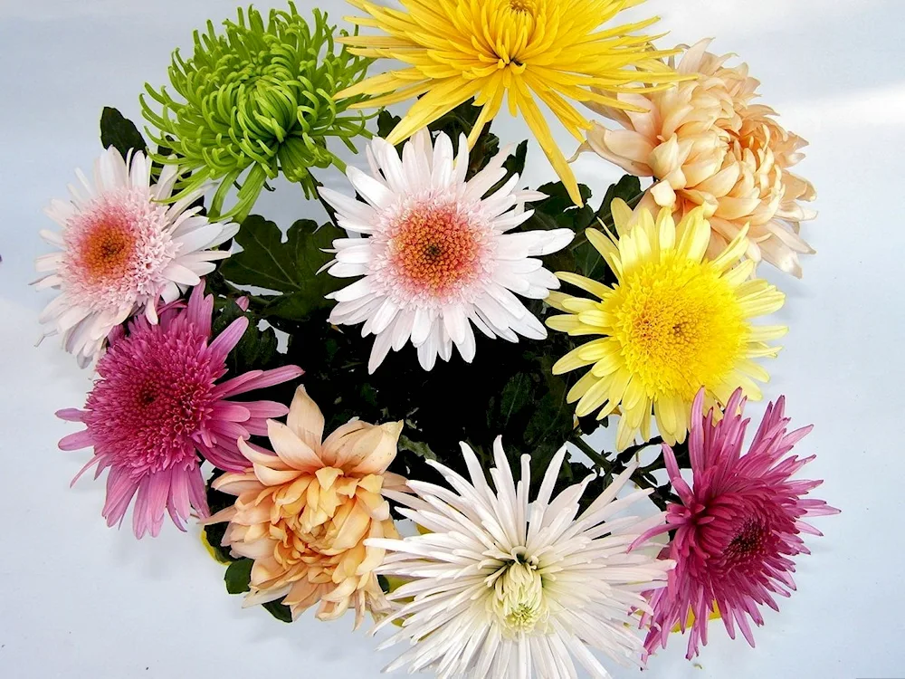 Chrysanthemum single-headed bouquet