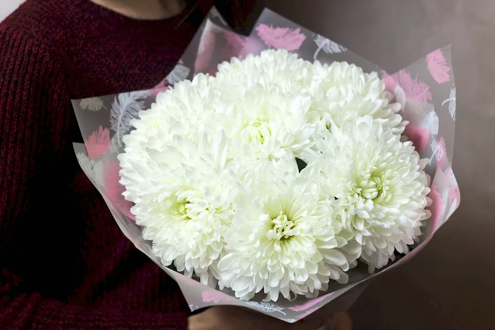 Chrysanthemum single-headed Lamira