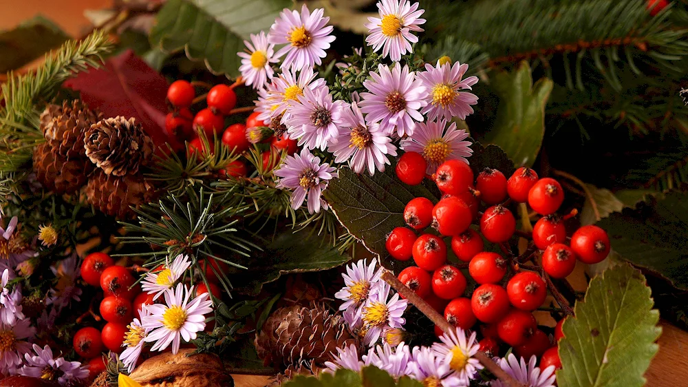 Chrysanthemum Riabinka