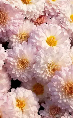 Chrysanthemum Rivalry