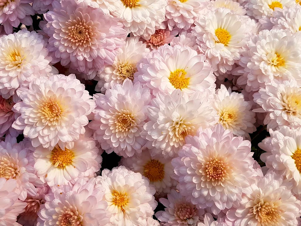 Chrysanthemum Rivalry