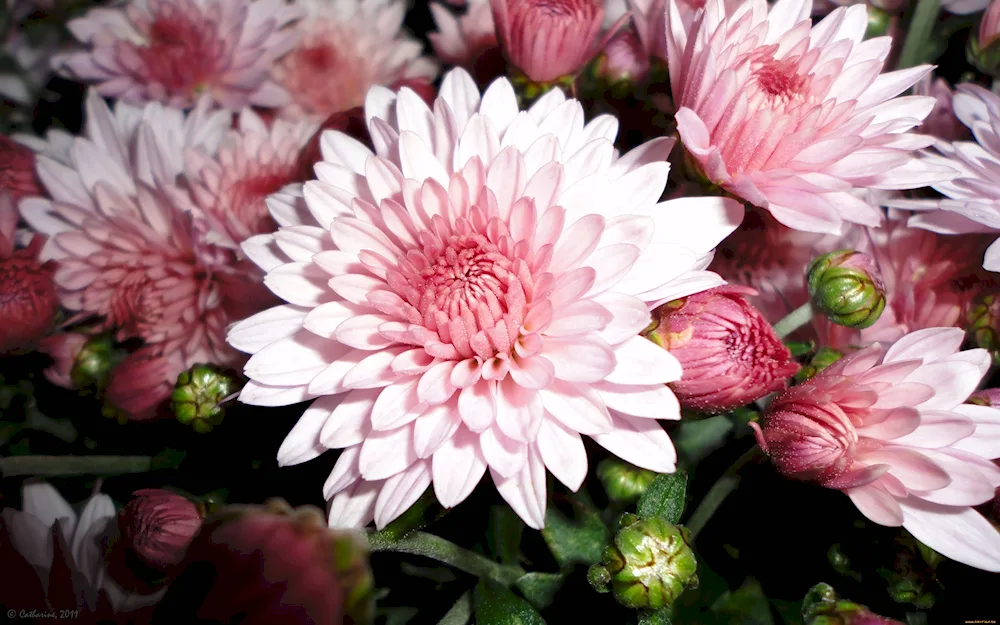 Chrysanthemum Ruby Mill