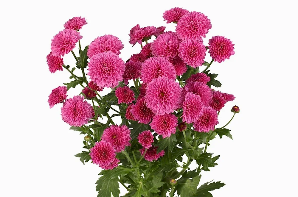 Chrysanthemum Santini pink