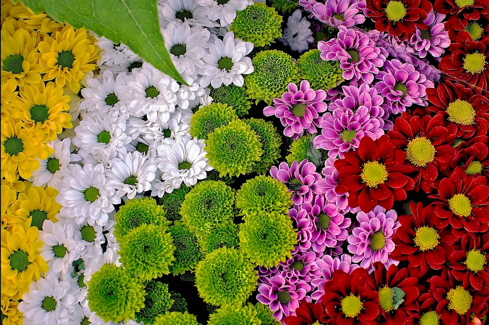 Chrysanthemum flowers