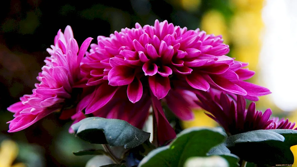 Chrysanthemum Gustav one-headed