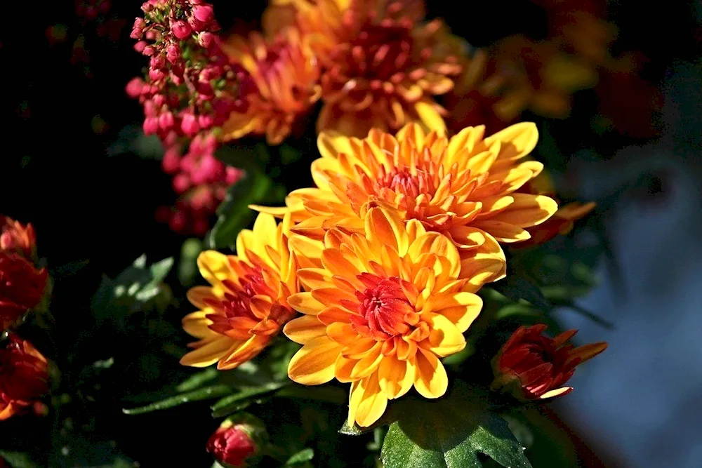 Chrysanthemum Sharon.