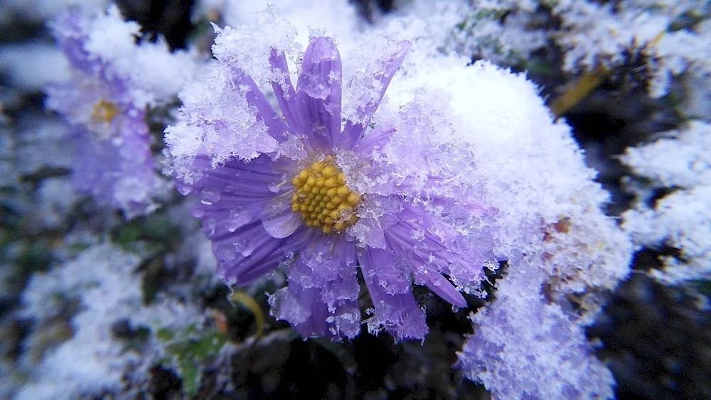 Crocus mountain flower Elbrus