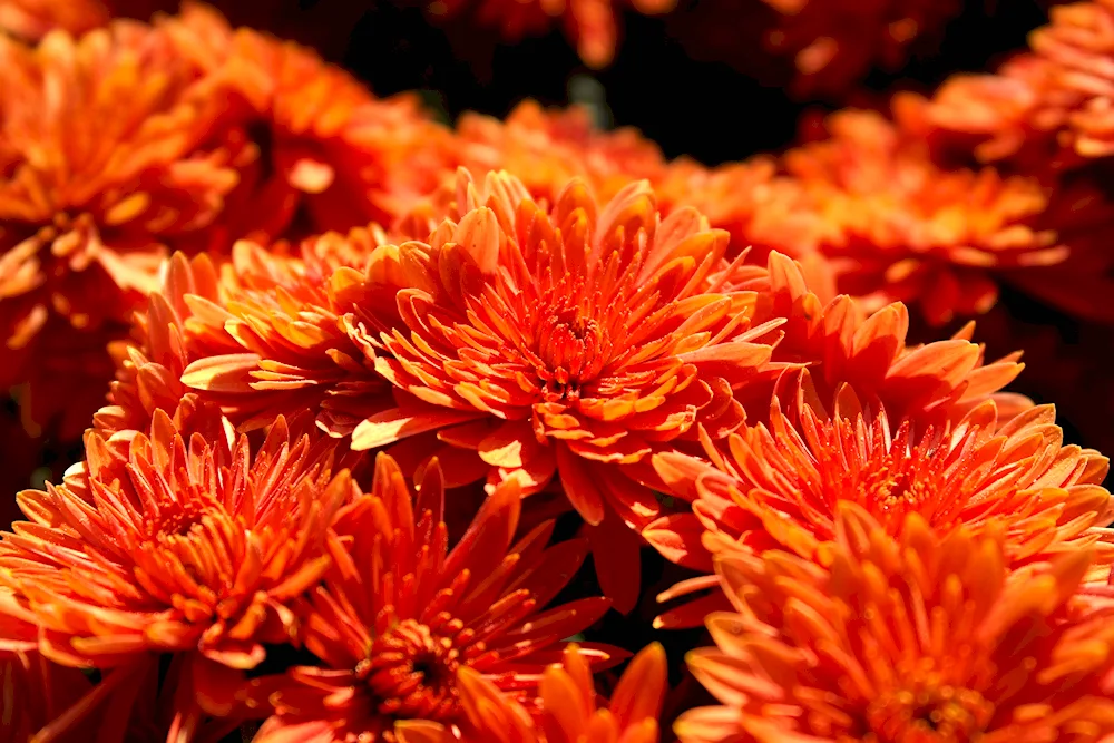 Chrysanthemum William orange