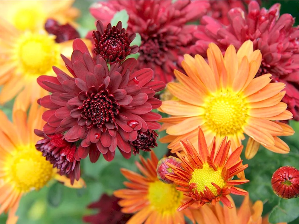 Chrysanthemum Willem Orange