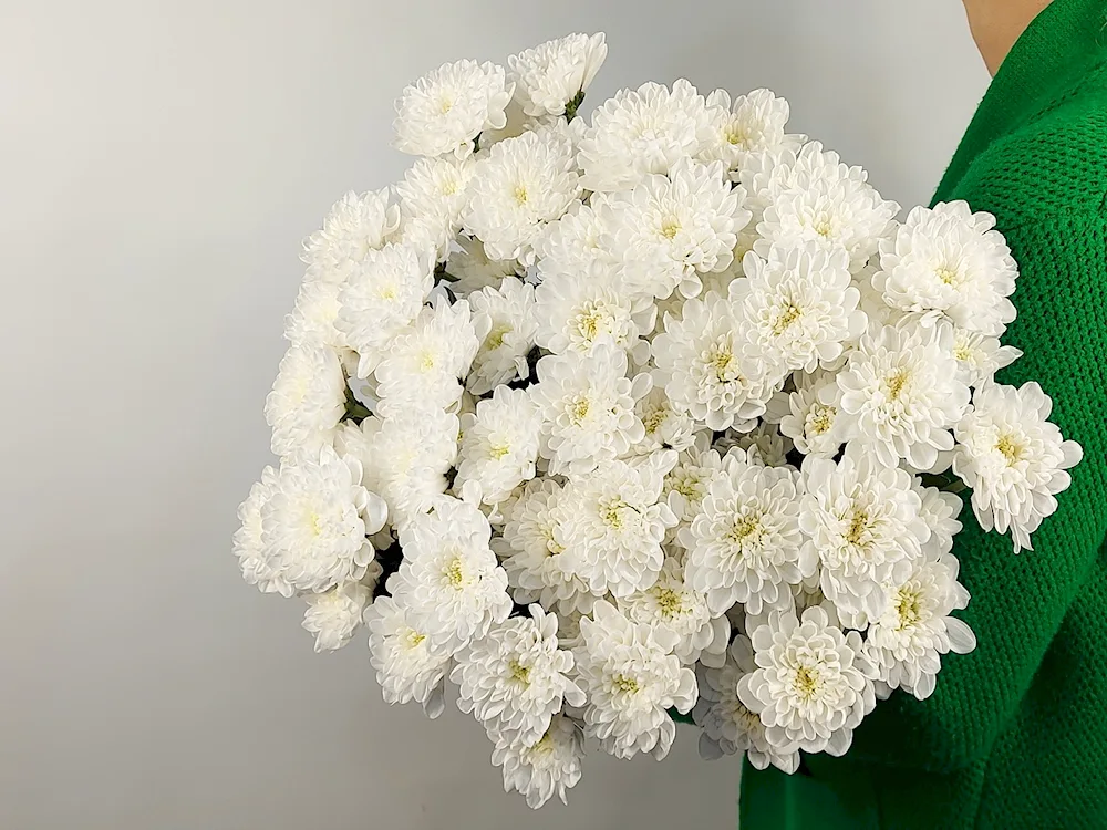 White Liberty carnation