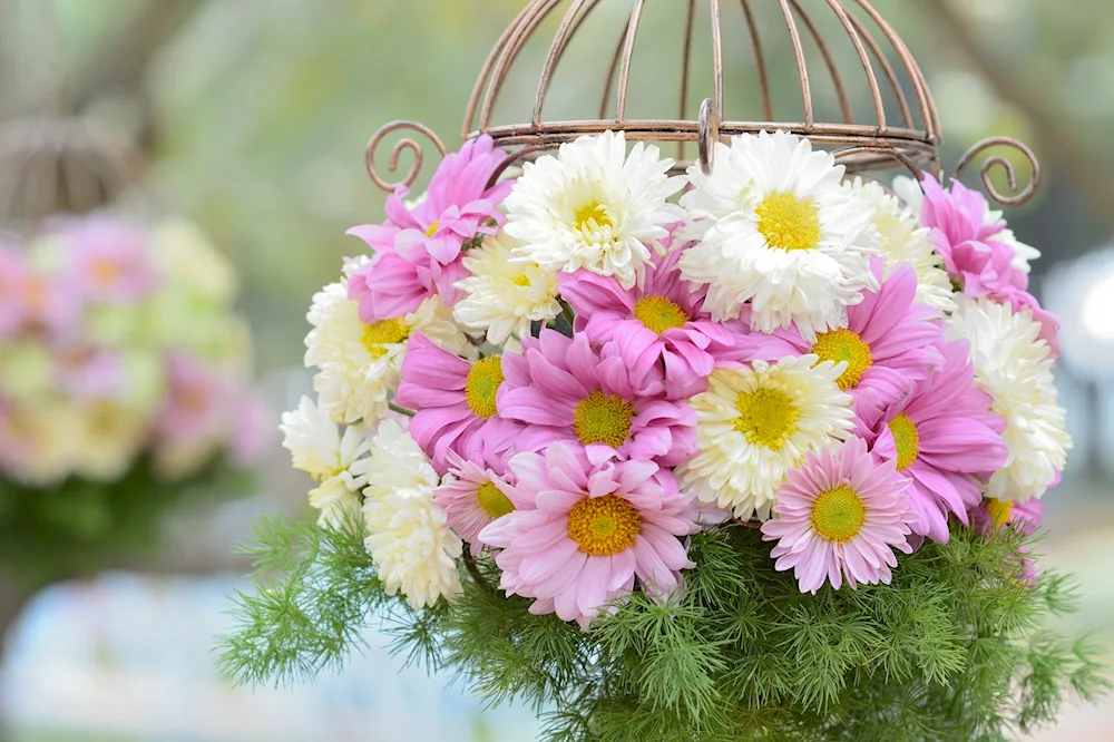 Chrysanthemums