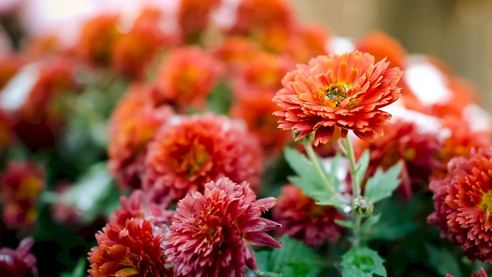 Chrysanthemums Aster kosmey