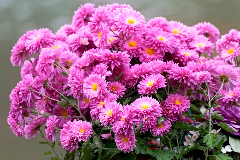 September chrysanthemums