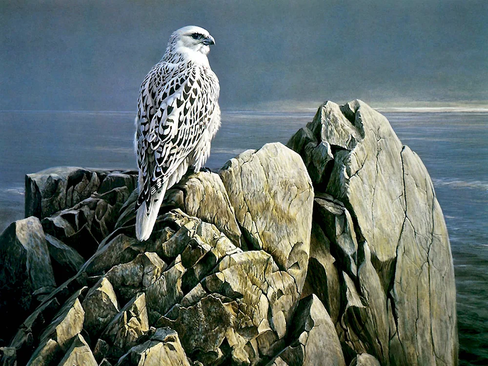 White Gyrfalcon