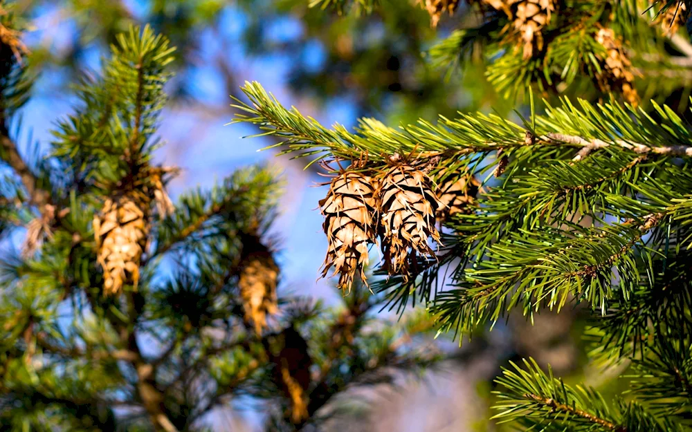 Pine pine forest Lipovka River