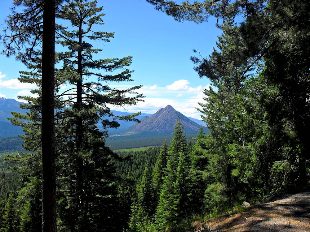 Eurasia Coniferous Forest