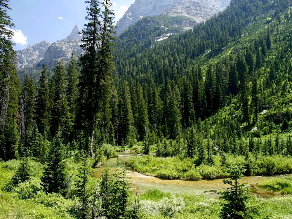 North American pine forest