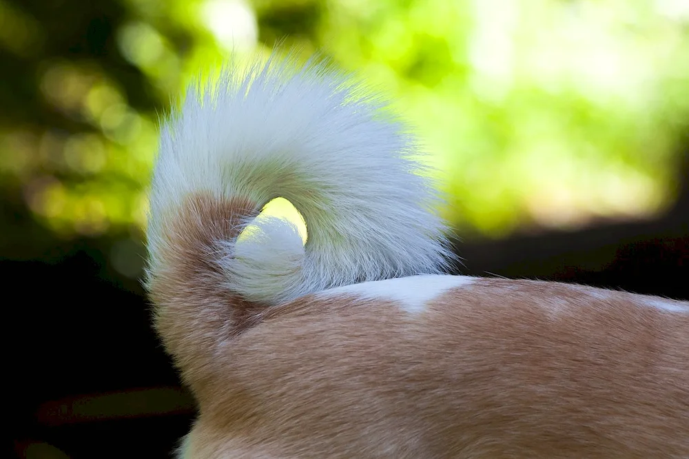 Fox ears and tail