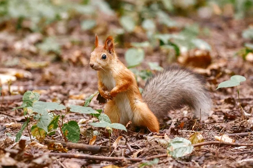 Squirrel on hind legs