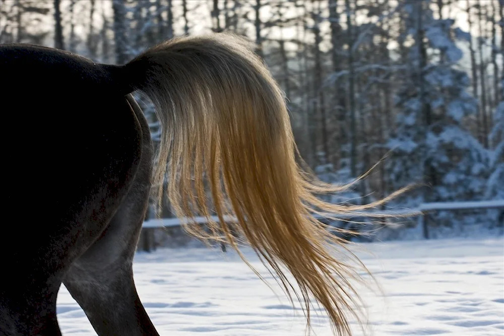 Horse hairstyle