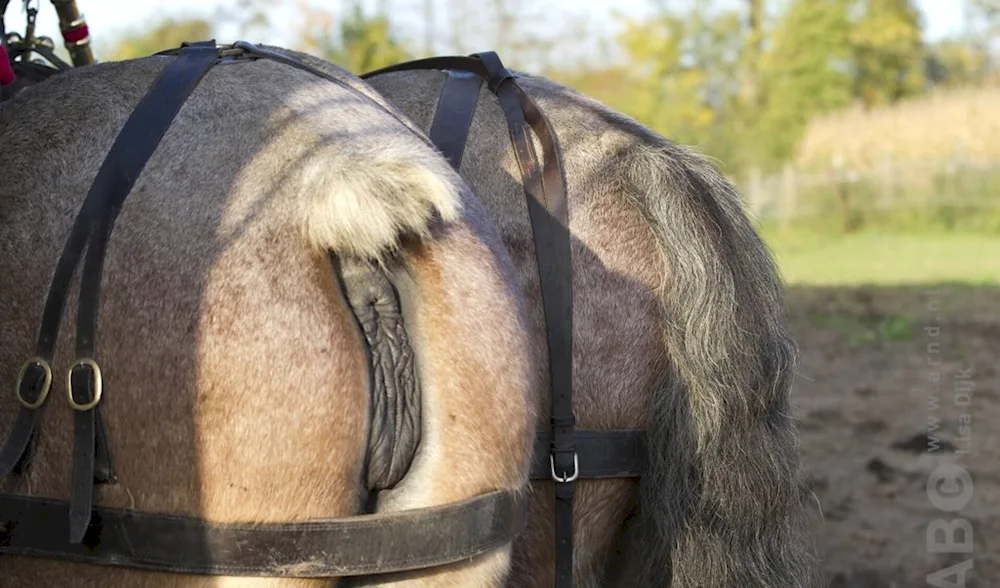 Horse back