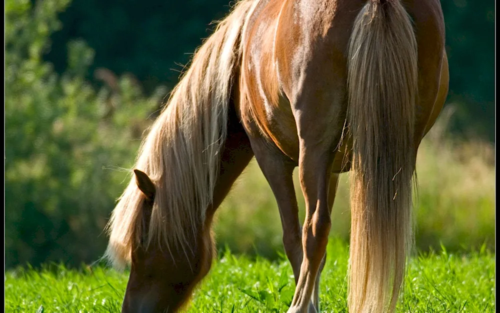 Friesian Friesian horse