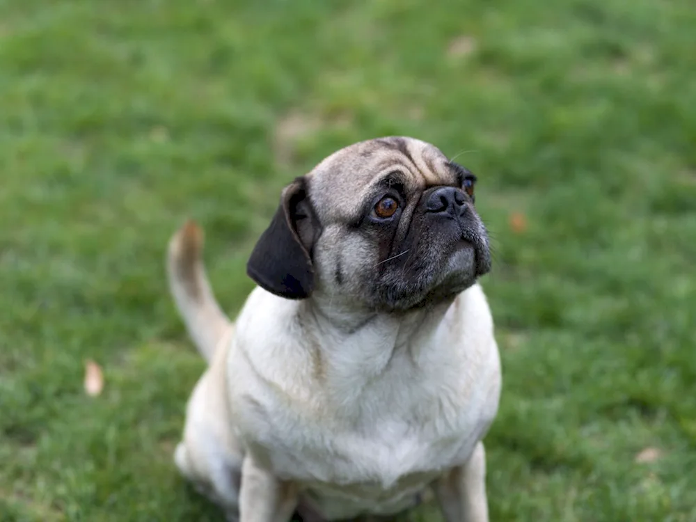 Pug