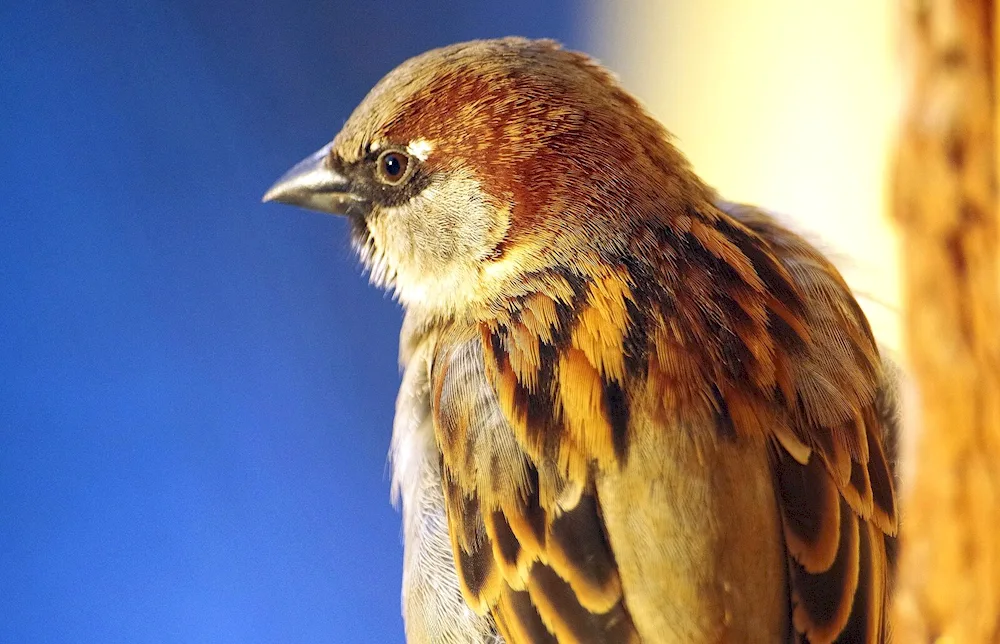 Sparrow tail