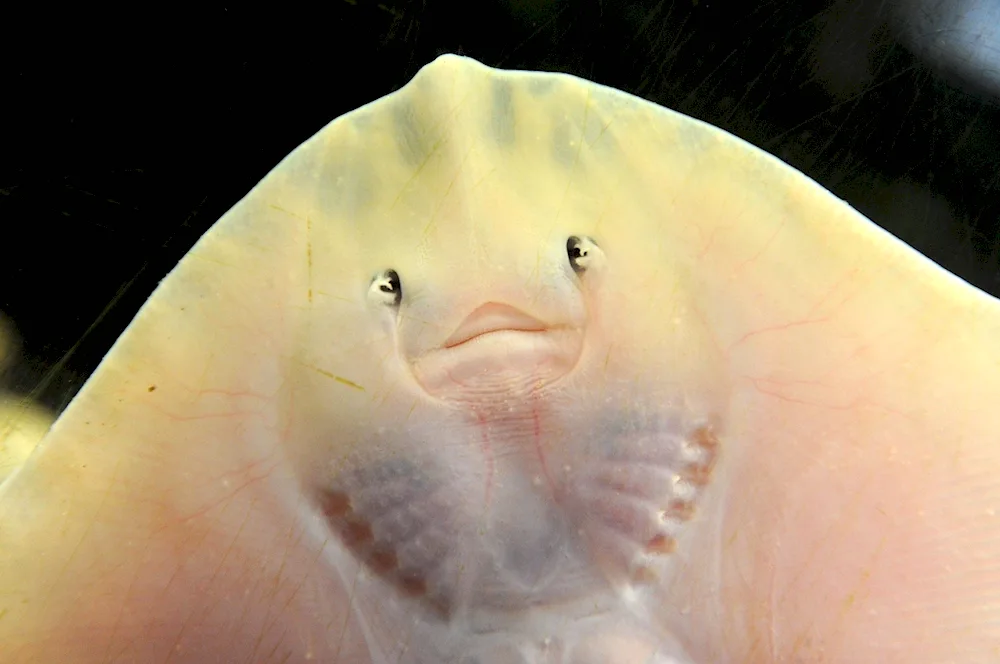 Spotted Sea Stingray