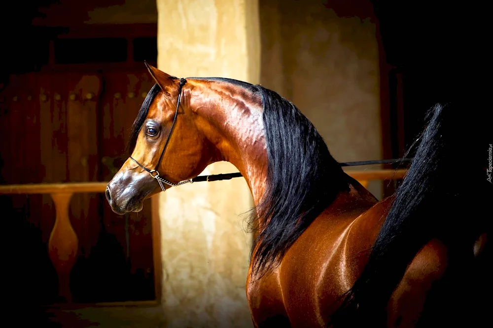 Arabian thoroughbred horses