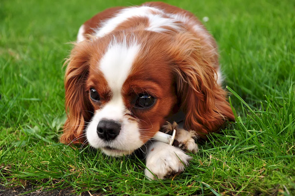 Charles Spaniel